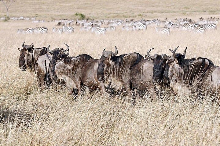 4-Day Lake Manyara, Ngorongoro & Tarangire Safari — Big Five, Tree-Climbing Lions & Camping photo 3