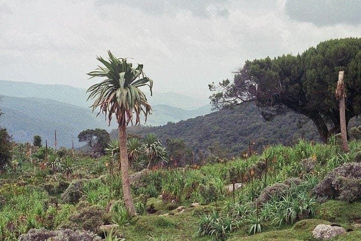Bale Mountains 3-Day Trek: Sanetti Plateau, Harenna Forest & Ethiopian Wolf Viewing
