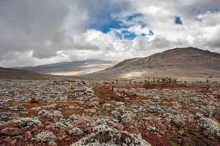 Bale Mountains 3-Day Trek: Sanetti Plateau, Harenna Forest & Ethiopian Wolf Viewing photo 5