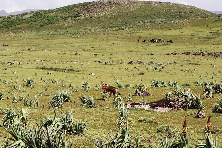Bale Mountains 3-Day Trek: Sanetti Plateau, Harenna Forest & Ethiopian Wolf Viewing photo 6