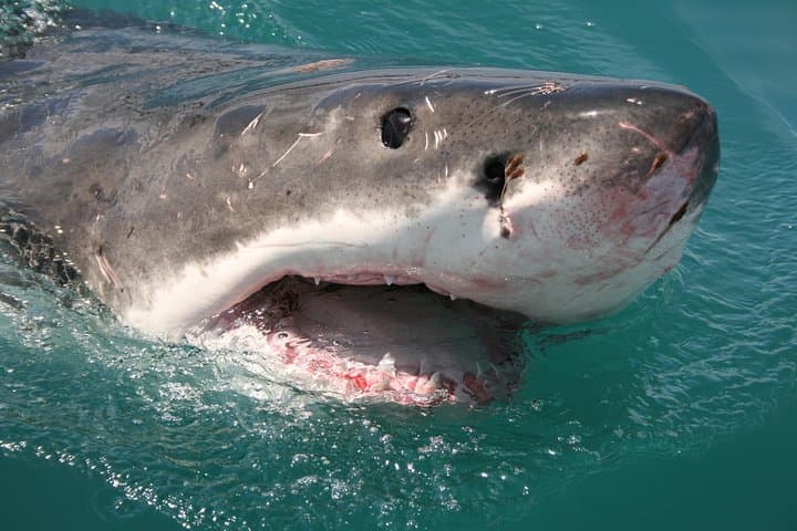 Gansbaai great white shark cage diving and whale watching combo photo 4