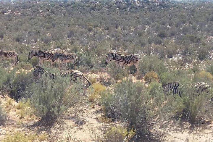 Aquila Game Reserve Day Transfer from Cape Town — Big 5 Safari, Karoo Drive & Wine Stops photo 3