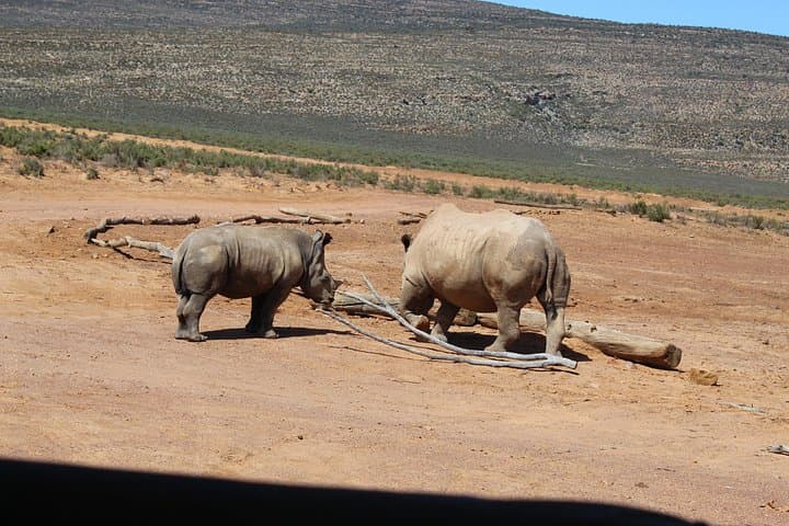 Aquila Game Reserve Day Transfer from Cape Town — Big 5 Safari, Karoo Drive & Wine Stops photo 4