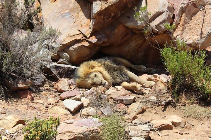 Aquila Game Reserve Day Transfer from Cape Town — Big 5 Safari, Karoo Drive & Wine Stops photo 2
