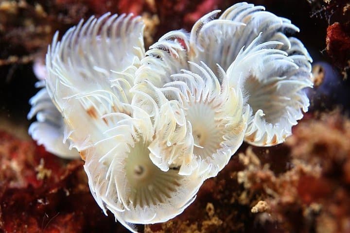 Albufeira Double Dive Trip: Explore Reefs, Wrecks & Sea Caves photo 5
