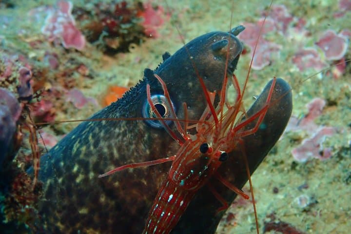 Albufeira Double Dive Trip: Explore Reefs, Wrecks & Sea Caves photo 6