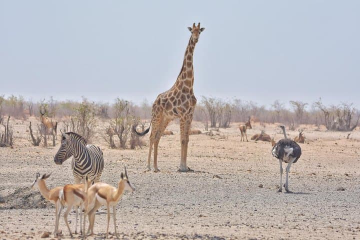 Botswana Classic Safari: Nxai Pan, Moremi & Chobe 10-Night Wildlife Circuit photo 5