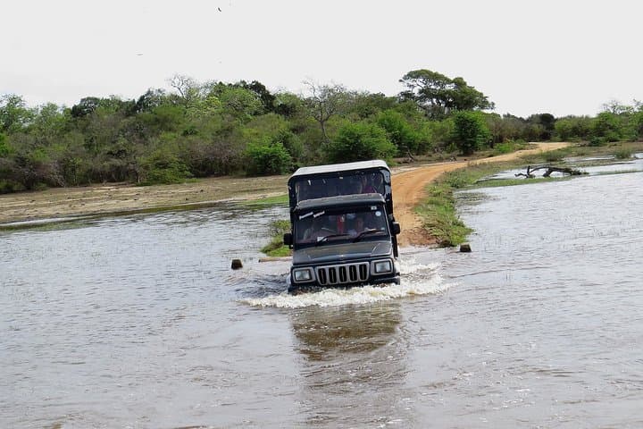 Kumana National Park Safari: Sri Lanka's Coastal Birdwatching Expedition photo 5