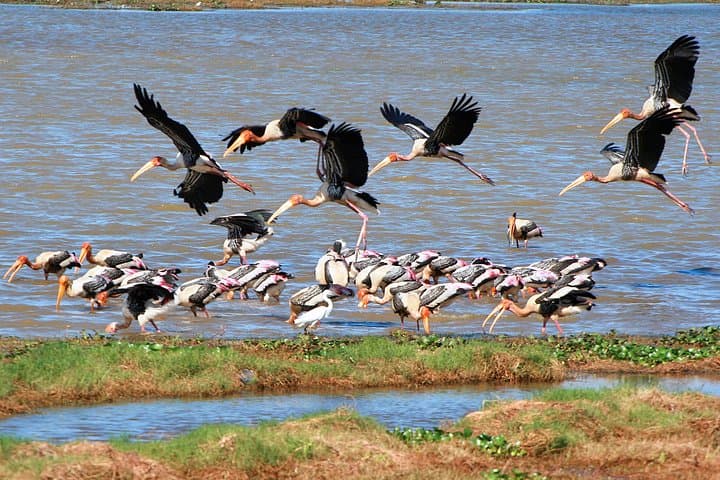 Kumana National Park Safari: Sri Lanka's Coastal Birdwatching Expedition photo 2