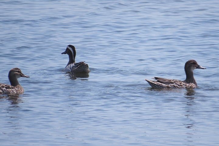 Kumana National Park Safari: Sri Lanka's Coastal Birdwatching Expedition photo 6