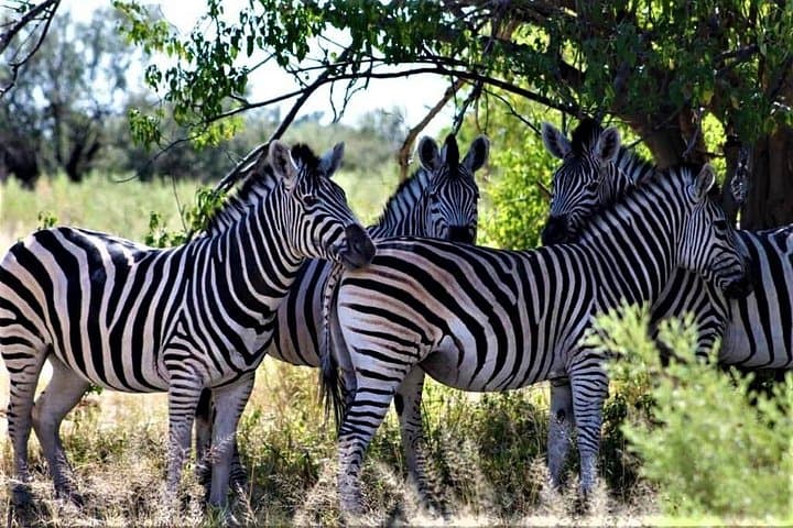 5-Day Mababe Safari: Savuti, Khwai & Moremi Wildlife Expedition photo 2