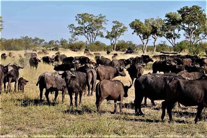 5-Day Mababe Safari: Savuti, Khwai & Moremi Wildlife Expedition photo 3
