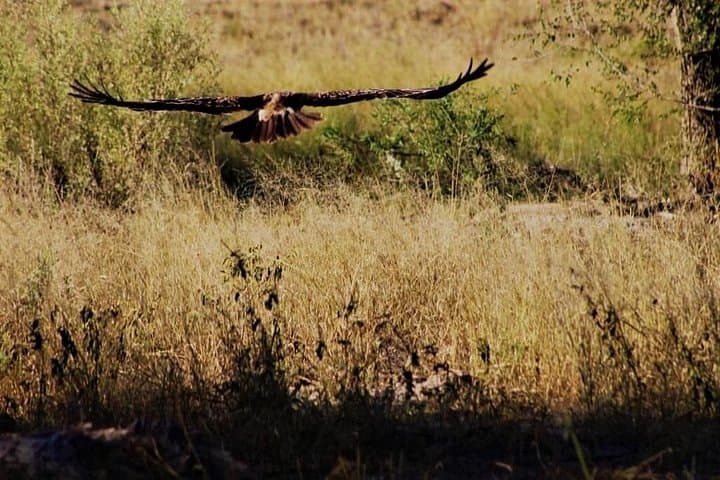 5-Day Mababe Safari: Savuti, Khwai & Moremi Wildlife Expedition photo 4