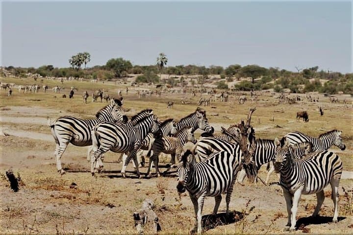 5-Day Mababe Safari: Savuti, Khwai & Moremi Wildlife Expedition photo 1