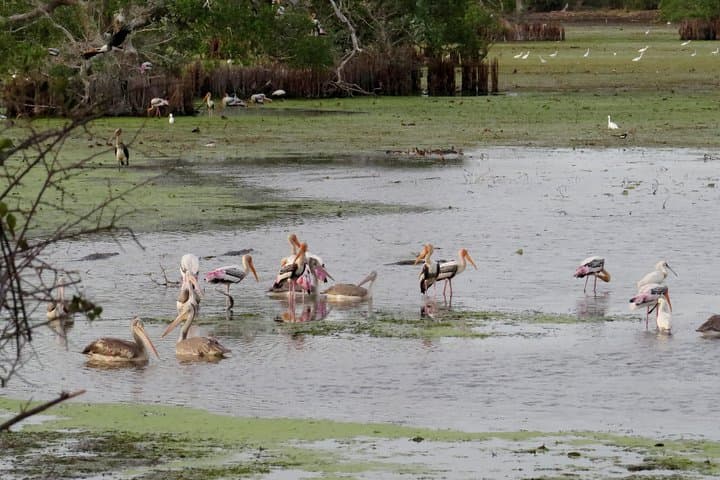Kumana National Park Safari: Sri Lanka's Coastal Birdwatching Expedition photo 4