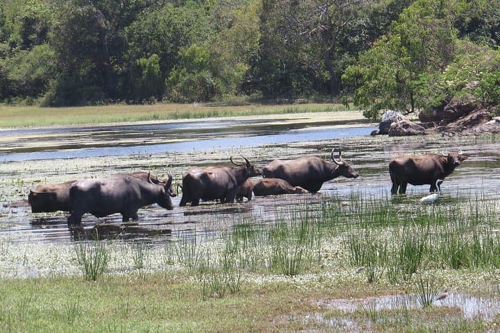 Kumana National Park Safari: Sri Lanka's Coastal Birdwatching Expedition photo 3