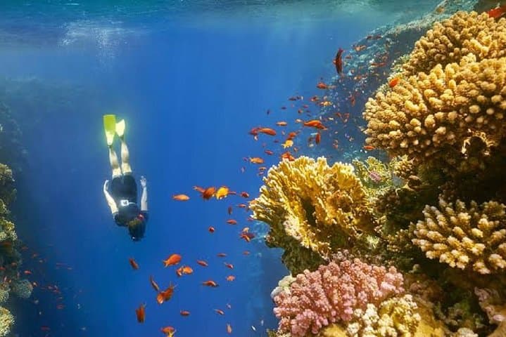 Blue Hole & White Canyon Day Trip: Snorkel, Camel Ride and Ras Abu Galum Adventure photo 5
