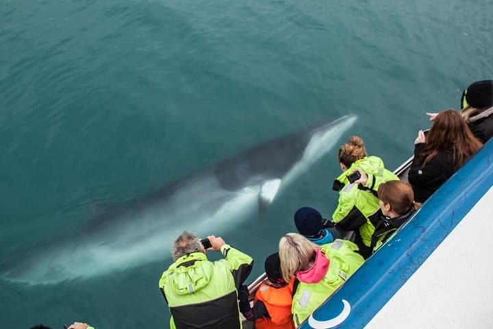 Reykjavik Whale-Watching Cruise: Faxaflói Bay Marine Safari photo 1