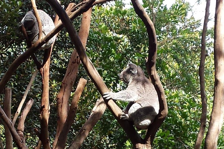 Blue Mountains Day Tour: Wentworth Falls, Three Sisters & Featherdale Wildlife photo 3