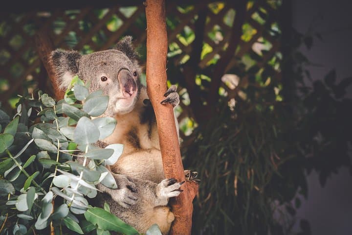 Blue Mountains Day Trip: Wildlife Encounters & Wentworth Falls Bushwalk from Sydney photo 6