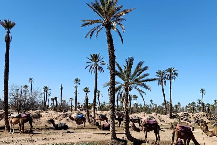 Camel Ride in Marrakech Palm Grove: 1-Hour Dromedary Trek & Mint Tea photo 5