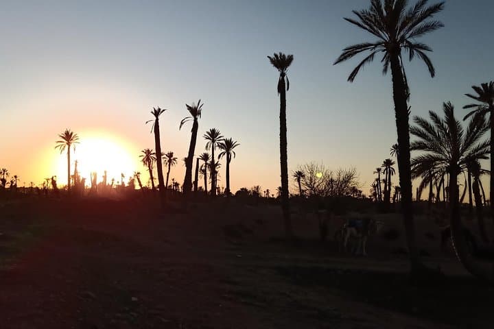 Camel Ride in Marrakech Palm Grove: 1-Hour Dromedary Trek & Mint Tea photo 6