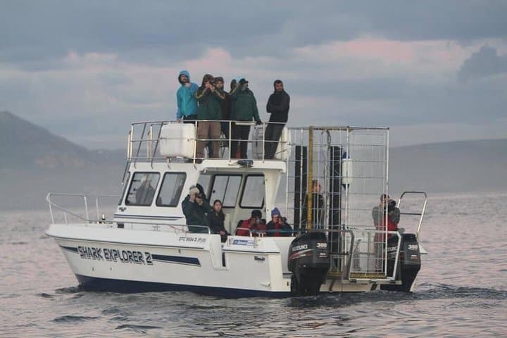 Shark Cage Diving in False Bay: Great White & Marine Wildlife Safaris from Simon's Town photo 2