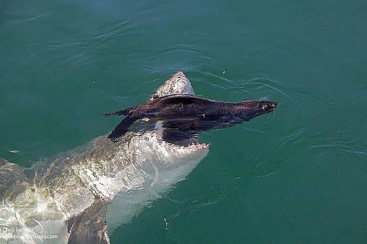 Shark Cage Diving in False Bay: Great White & Marine Wildlife Safaris from Simon's Town photo 3