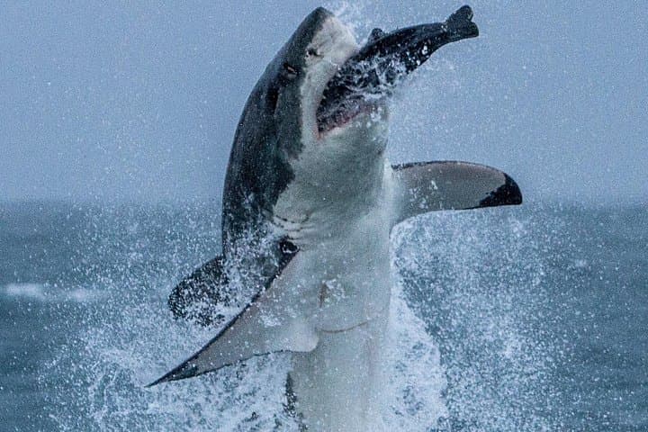 Shark Cage Diving in False Bay: Great White & Marine Wildlife Safaris from Simon's Town photo 4