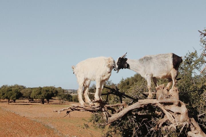 Essaouira Day Trip from Marrakech: Atlantic Coast Escape and Medina Walk photo 3