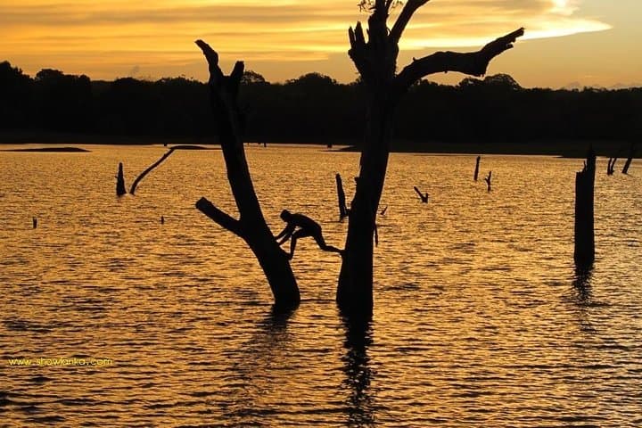 10-Day Sri Lanka Highlights: Sigiriya, Tea Country, Yala Safari & Mirissa Whale Watching