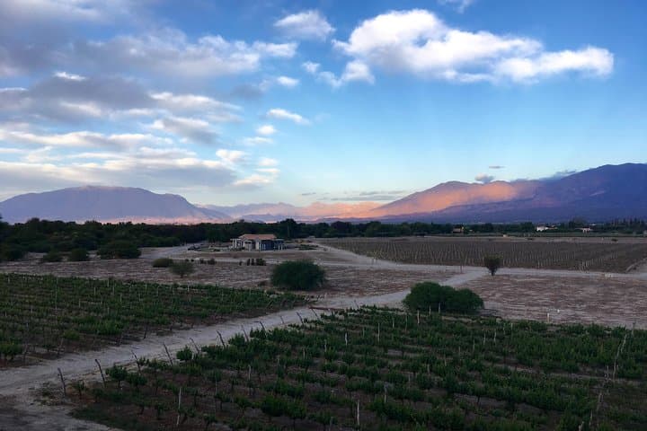 High-Altitude Wines and Red Rock Canyons: Private Day Tour to Cafayate Vineyards