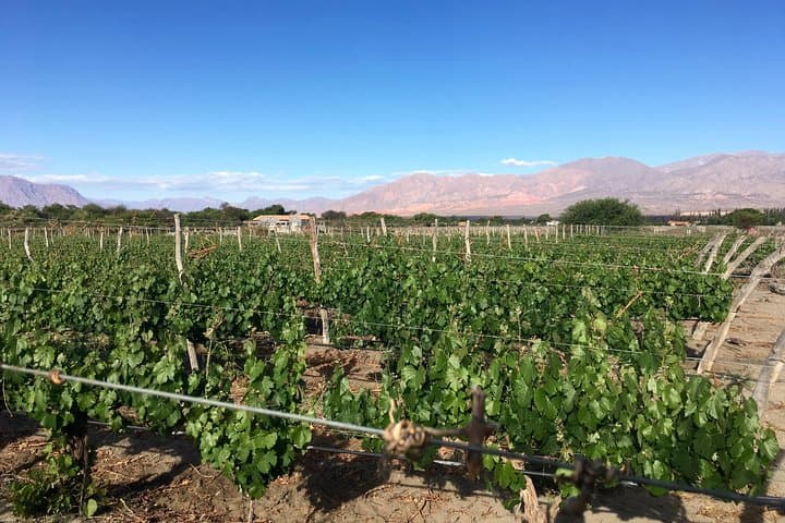 High-Altitude Wines and Red Rock Canyons: Private Day Tour to Cafayate Vineyards photo 6