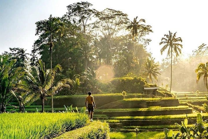 Best of Ubud: Private Full-Day Tour — Monkey Forest, Rice Terraces & Waterfall