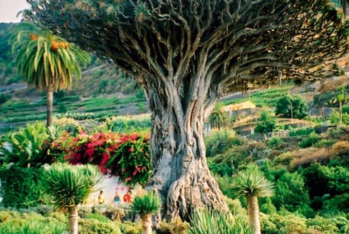 Tenerife Full-Island Tour: Teide, Icod, Garachico & Masca photo 6