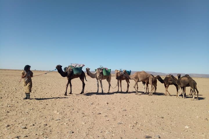 3-Day Sahara Trek: Palm Grove Walk, Bertham Dunes & Hamada Crossing photo 4