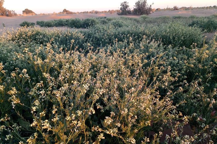 3-Day Sahara Trek: Palm Grove Walk, Bertham Dunes & Hamada Crossing photo 5