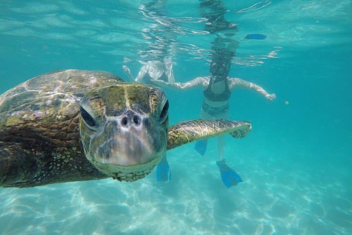 Custom Oahu Adventure Day with Mahina Hawaii: Surf, Hike, and Snorkel Across the Island photo 3