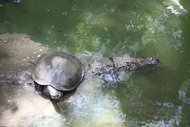 Green Monkey Time: Barbados Wildlife Reserve & Welchman Hall Gully Guided Walk photo 6