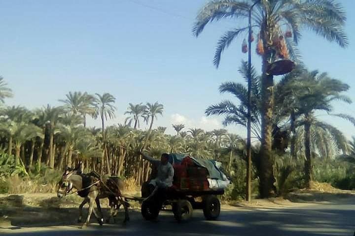 Dahshur Day: Pyramids, Donkeys & Rural Egyptian Life