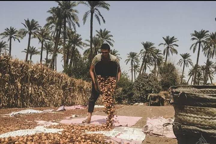 Dahshur Day: Pyramids, Donkeys & Rural Egyptian Life photo 2