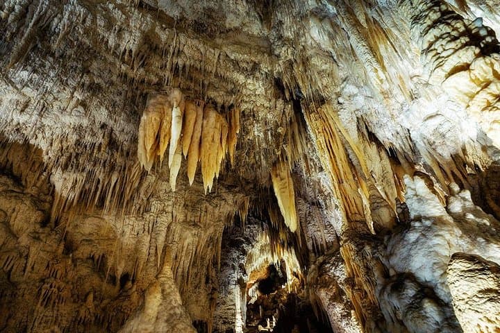 Waitomo Glowworm Caves & Te Puia Rotorua Day Tour from Auckland photo 4
