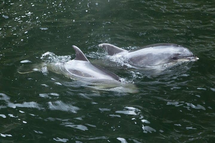 Milford Sound Small-Group Tour and Cruise from Queenstown — Scenic Day Trip photo 6