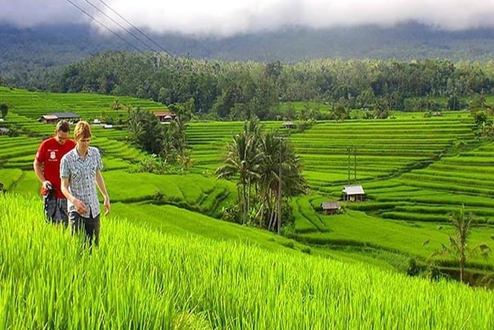 Private Bali Car Tours: Custom Day Trips to Temples, Rice Terraces & Beaches