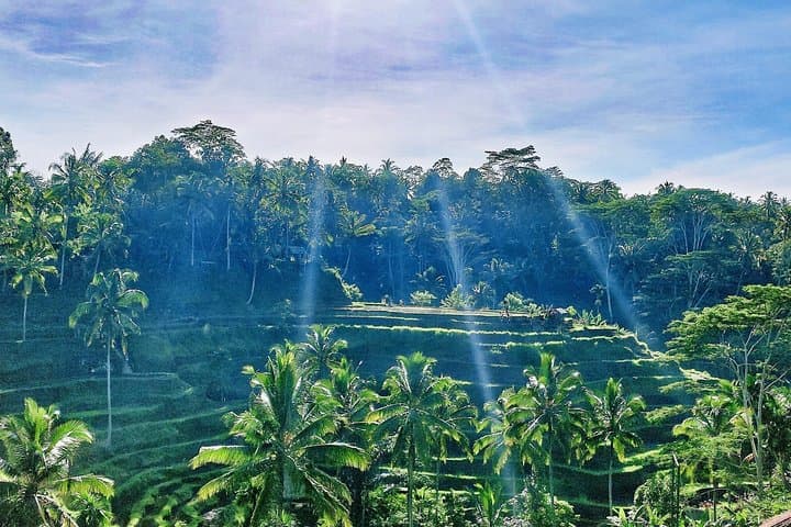 Best of Ubud: Private Full-Day Tour — Monkey Forest, Rice Terraces & Waterfall photo 2