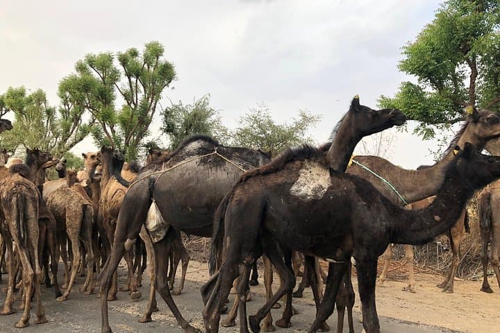Sambhar Salt Lake Jeep Safari: Off‑Roading & Sunset Tour from Jaipur photo 2