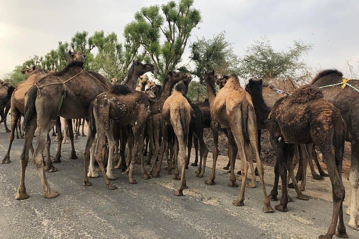 Sambhar Salt Lake Jeep Safari: Off‑Roading & Sunset Tour from Jaipur photo 3