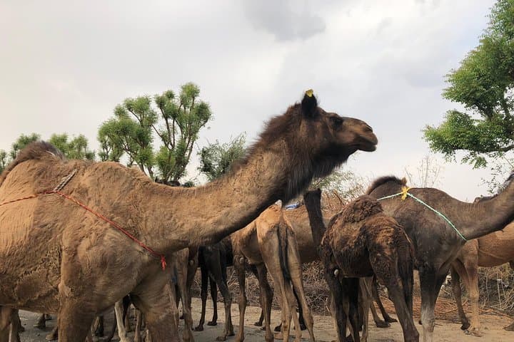 Sambhar Salt Lake Jeep Safari: Off‑Roading & Sunset Tour from Jaipur photo 4