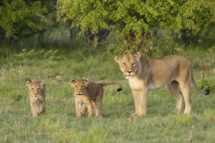 Botswana Classic Safari: Nxai Pan, Moremi & Chobe 10-Night Wildlife Circuit