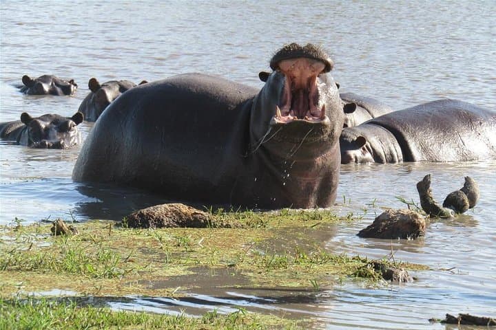 Okavango Delta to Chobe: 8-Day Safari, Mokoro & Camping Adventure photo 2